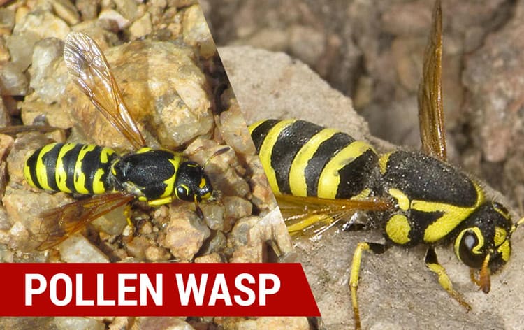 how to identify pollen wasps