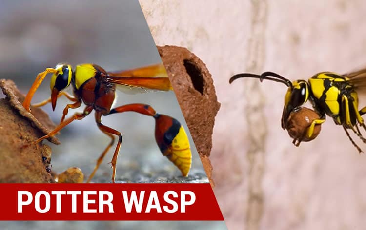 identity potter wasps