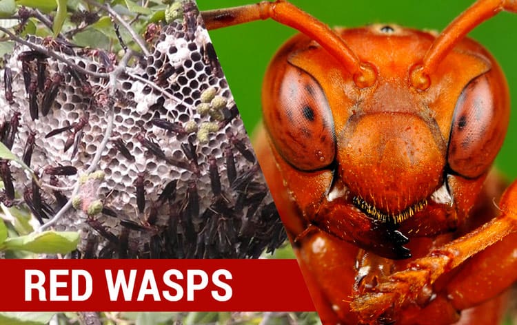 how to identify red wasps