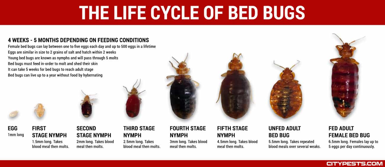 what do bed bugs look like
