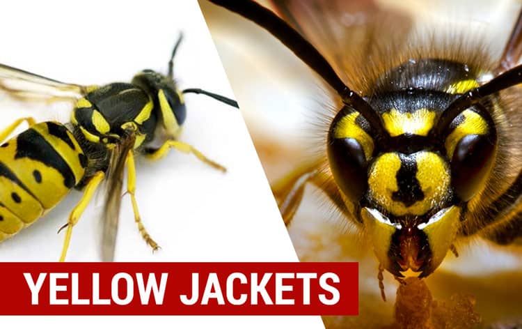 Yellow Jackets