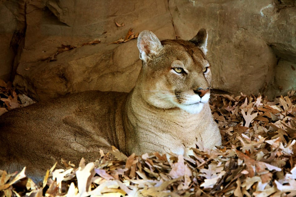 mountain lions are being found dead due to rat poison in California