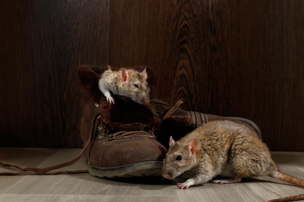 Close-up two rats near brown boots on the gray floors. One rat sleeps inside of boot. The concept of rodent control in the apartment. Extermination.
