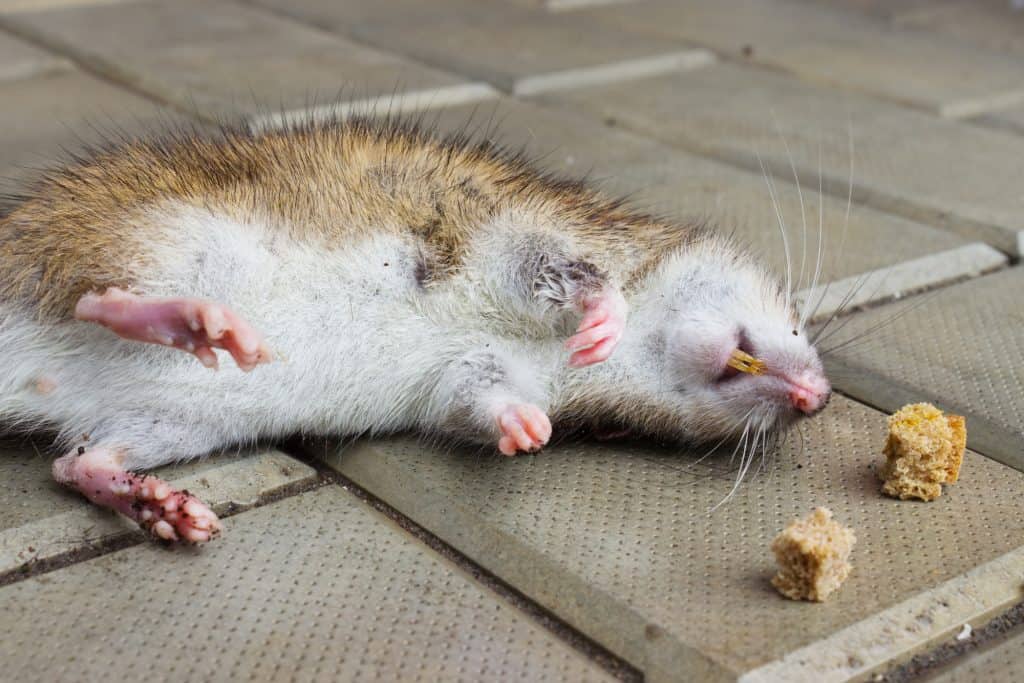 Rat poisoned by toxic bait
