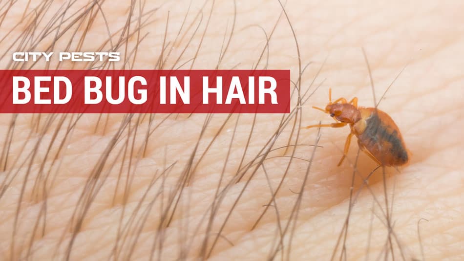 bed bug in hair picture