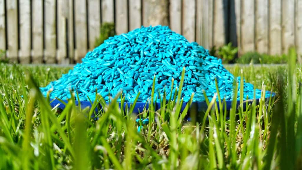 using the best poison to get rid of rats