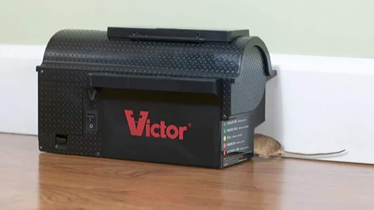 Place rat traps in your attic