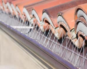 bird spikes or coils