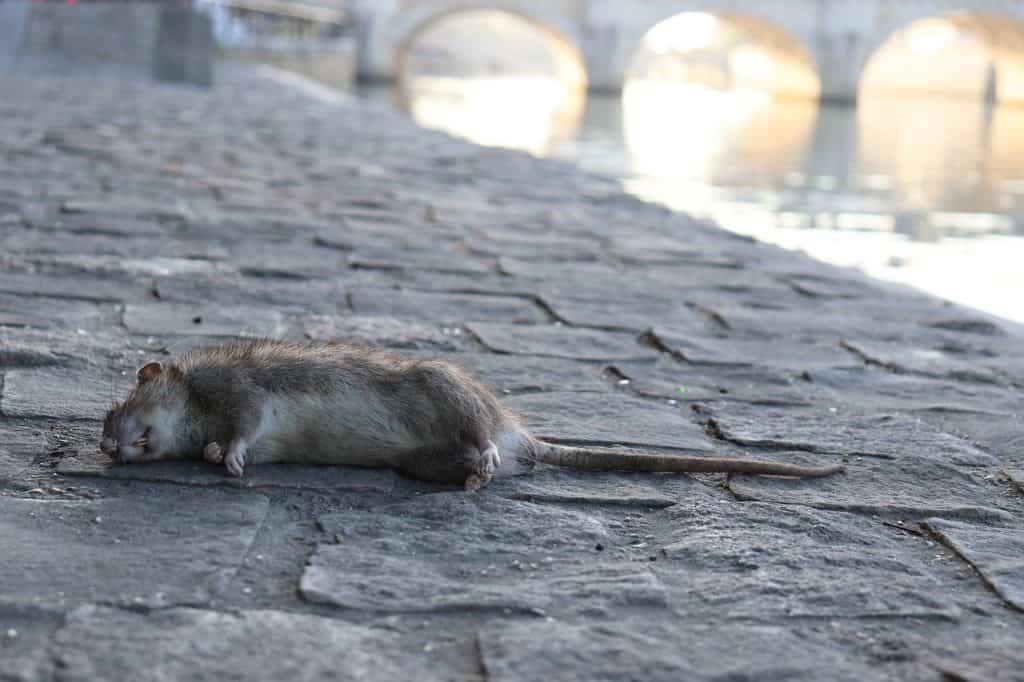 dead-rat-