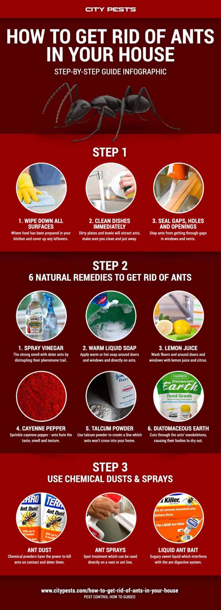 how to get rid of ants in your house infographic
