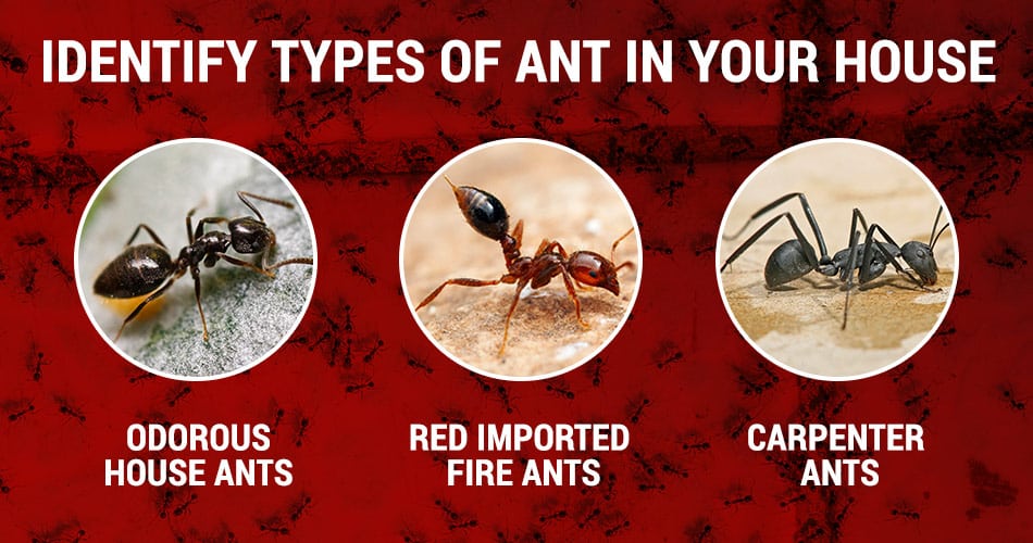how to identify the different types of ant in your house