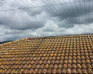 install bird netting