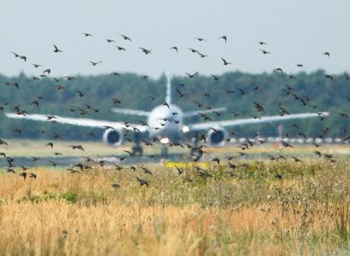 propane cannons can be used to scare birds away from runways