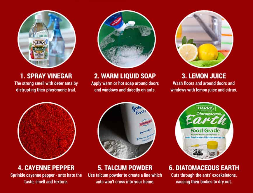 natural remedies to get rid of ants