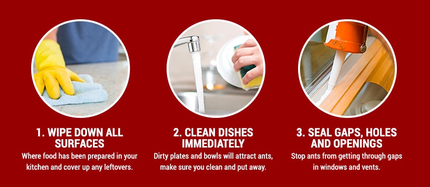 Natural ways to get rid of ants in your house
