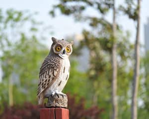 owl visual bird deterrent