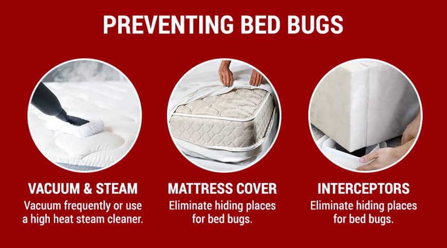 preventing bed bugs