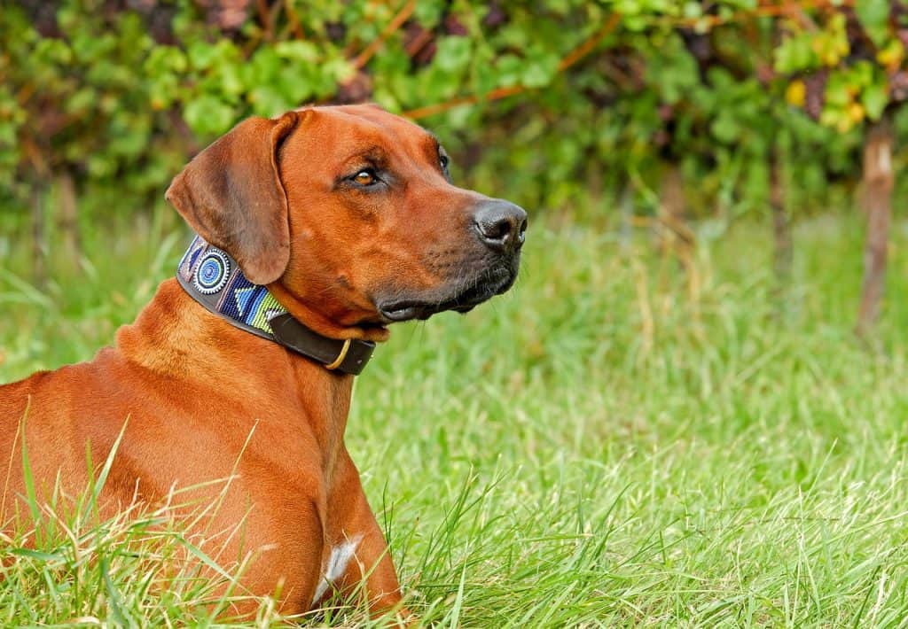 rhodesian-ridgeback
