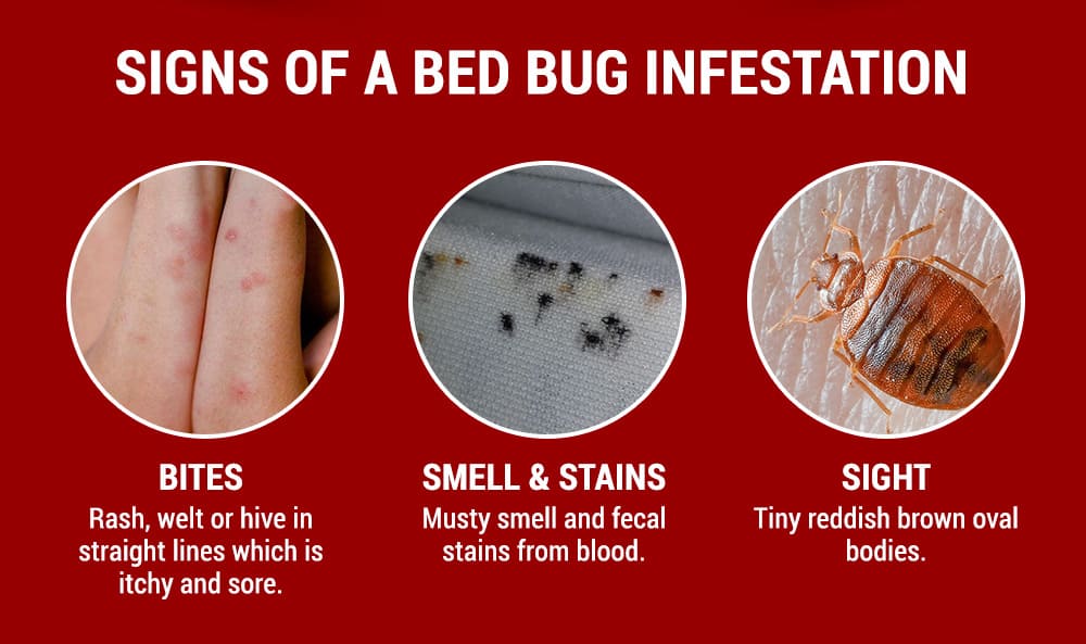 signs of a bed bug infestation