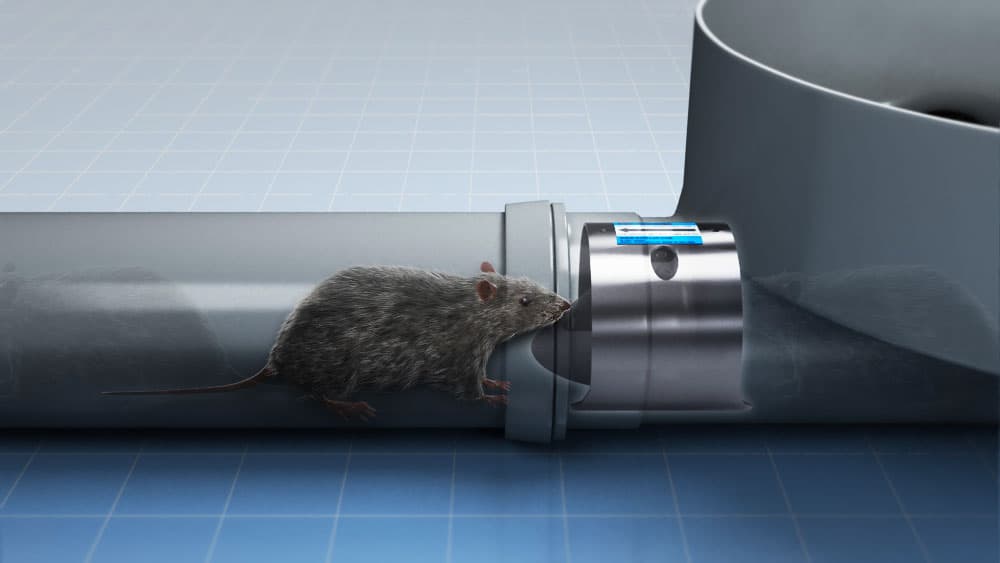 use a rat flap to stop rats from accessing drains