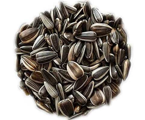 best bait for pigeon traps