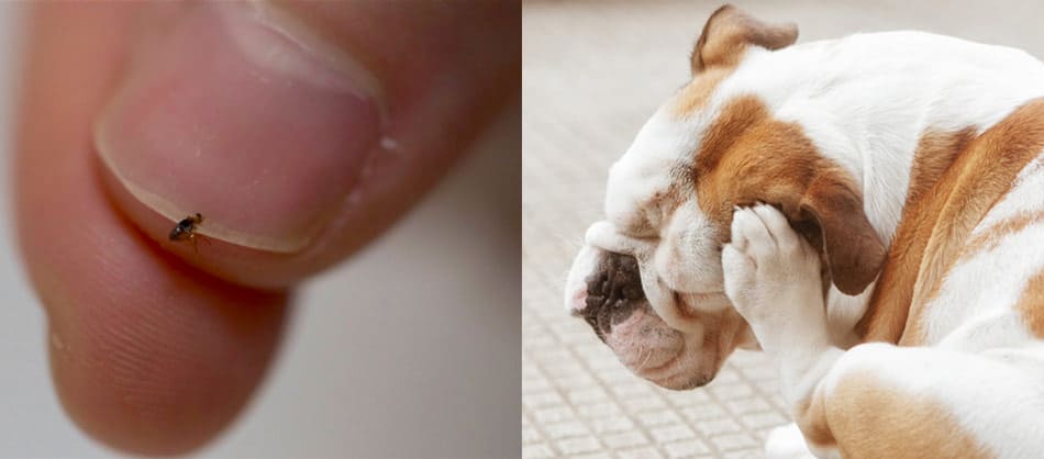 can fleas spread from dogs to humans