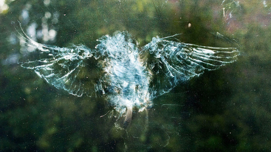 using a decoy to stop birds hitting glass windows