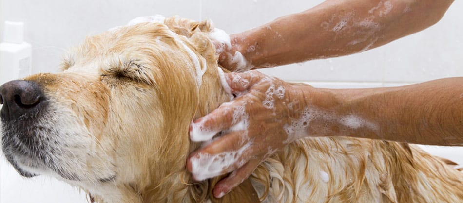 dog having a bath after flea powder