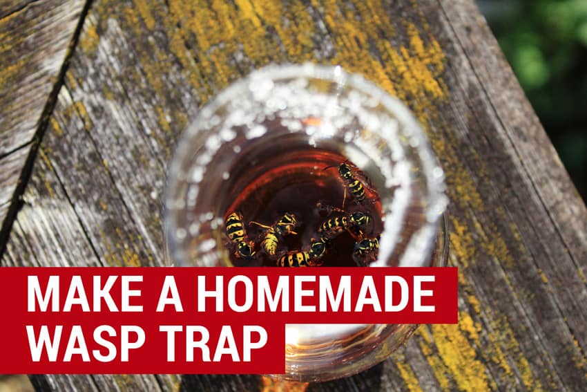how to make a homemade wasp trap