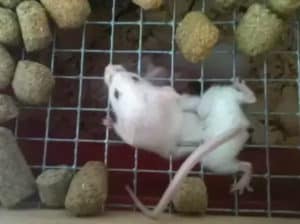 how big of a hole does a mouse need