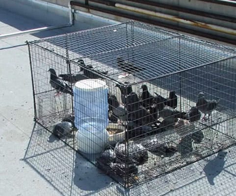 live humane pigeon traps