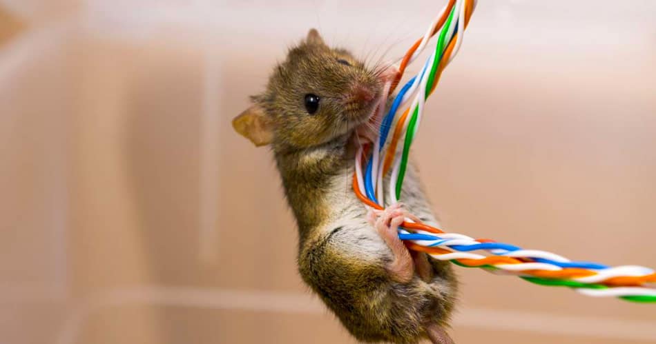 mice chew electrical cables in ceilings