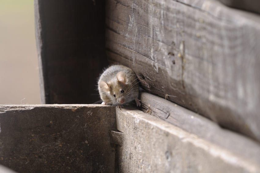 mice in walls