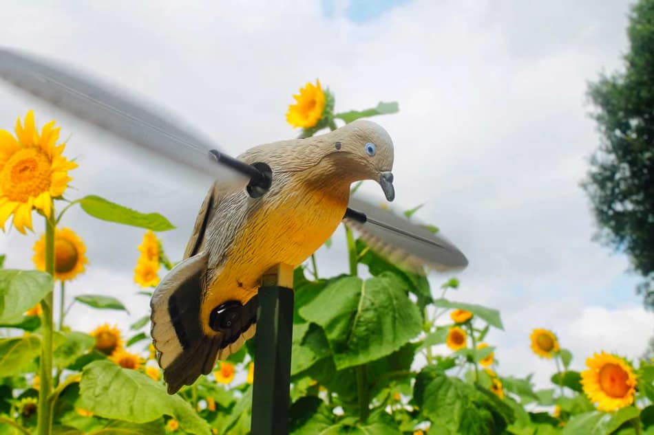 mojo best dove decoys