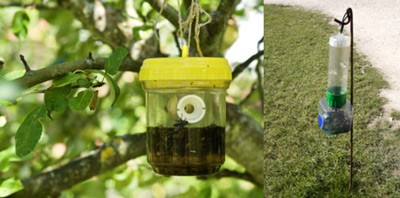 outdoor wasp traps
