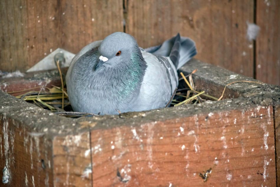 pigeons transmit diseases