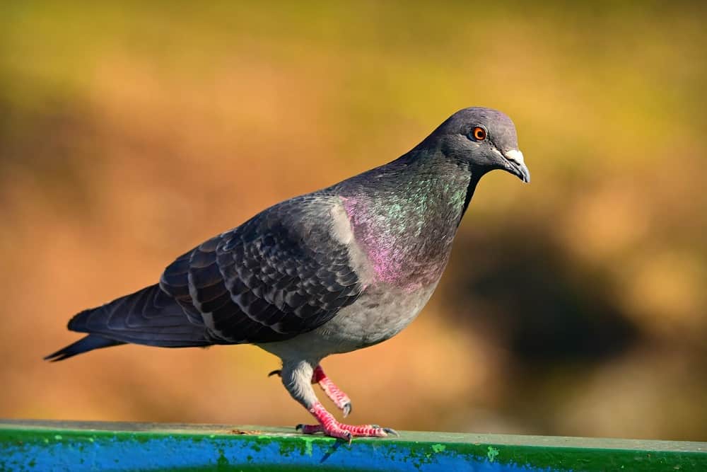 rock dove pigeon