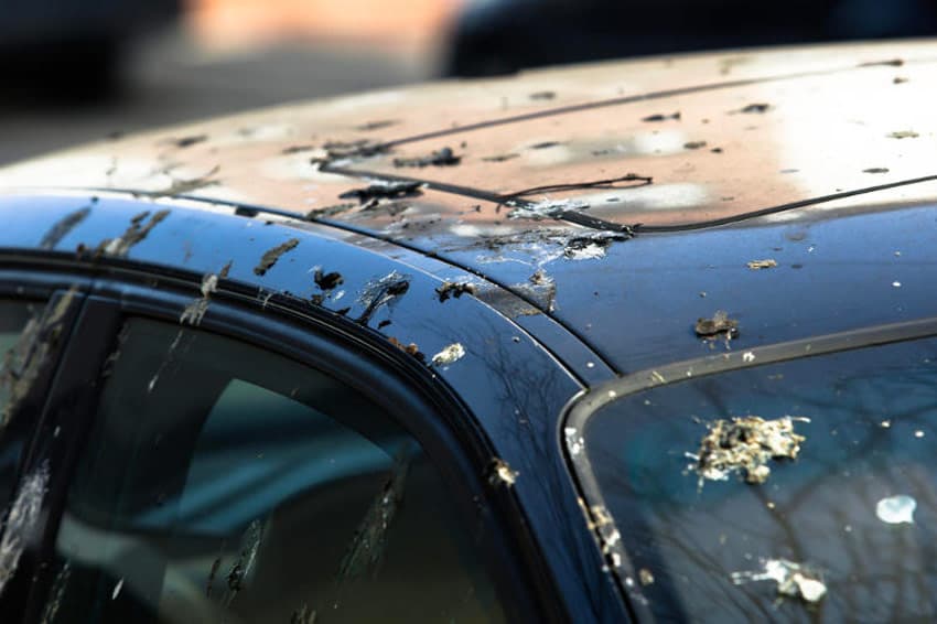 how to stop birds from pooping on car
