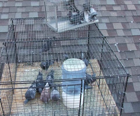 using traps on roof to catch pigeons