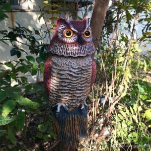 Where to place owl decoys