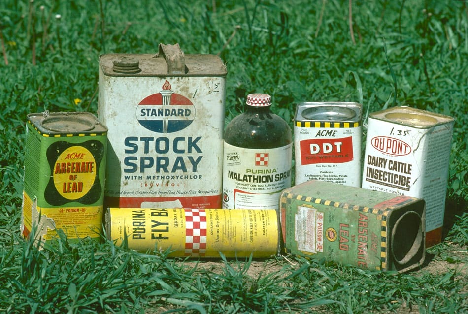 did the DDT ban help cause bed bugs