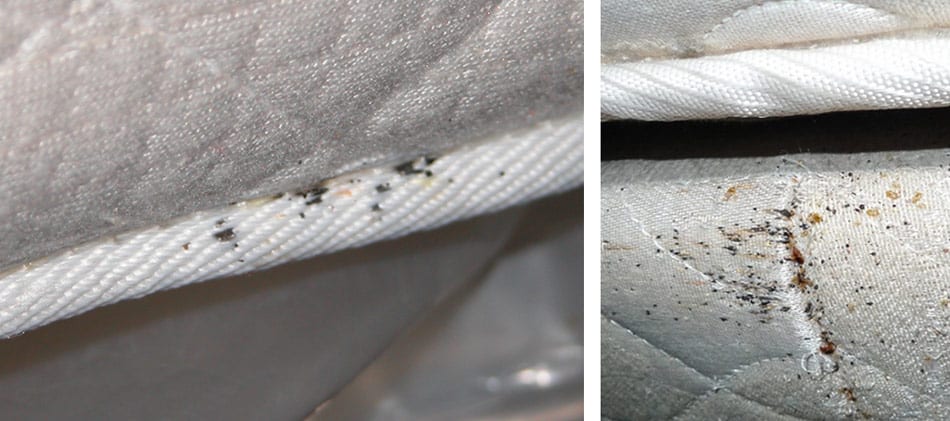bed bug stains on mattress