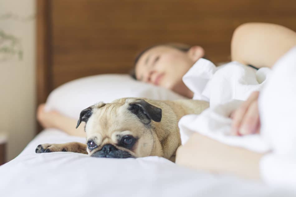 bed bugs are attracted to your body by carbon dioxide