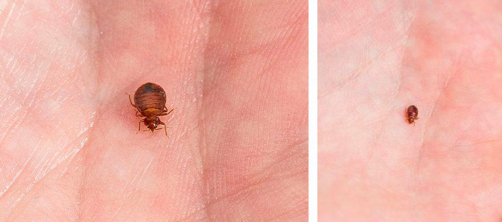 bed bugs attracted to your blood