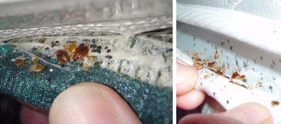 bed bugs in hotel rooms