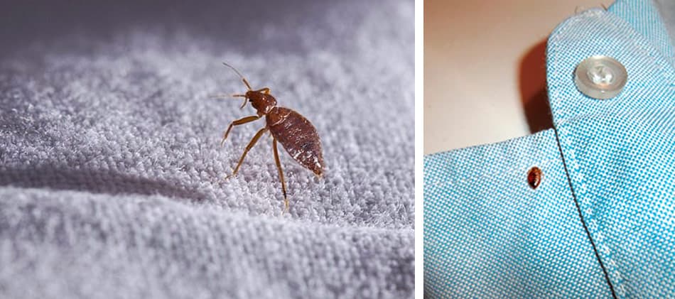 bed bugs on clothes