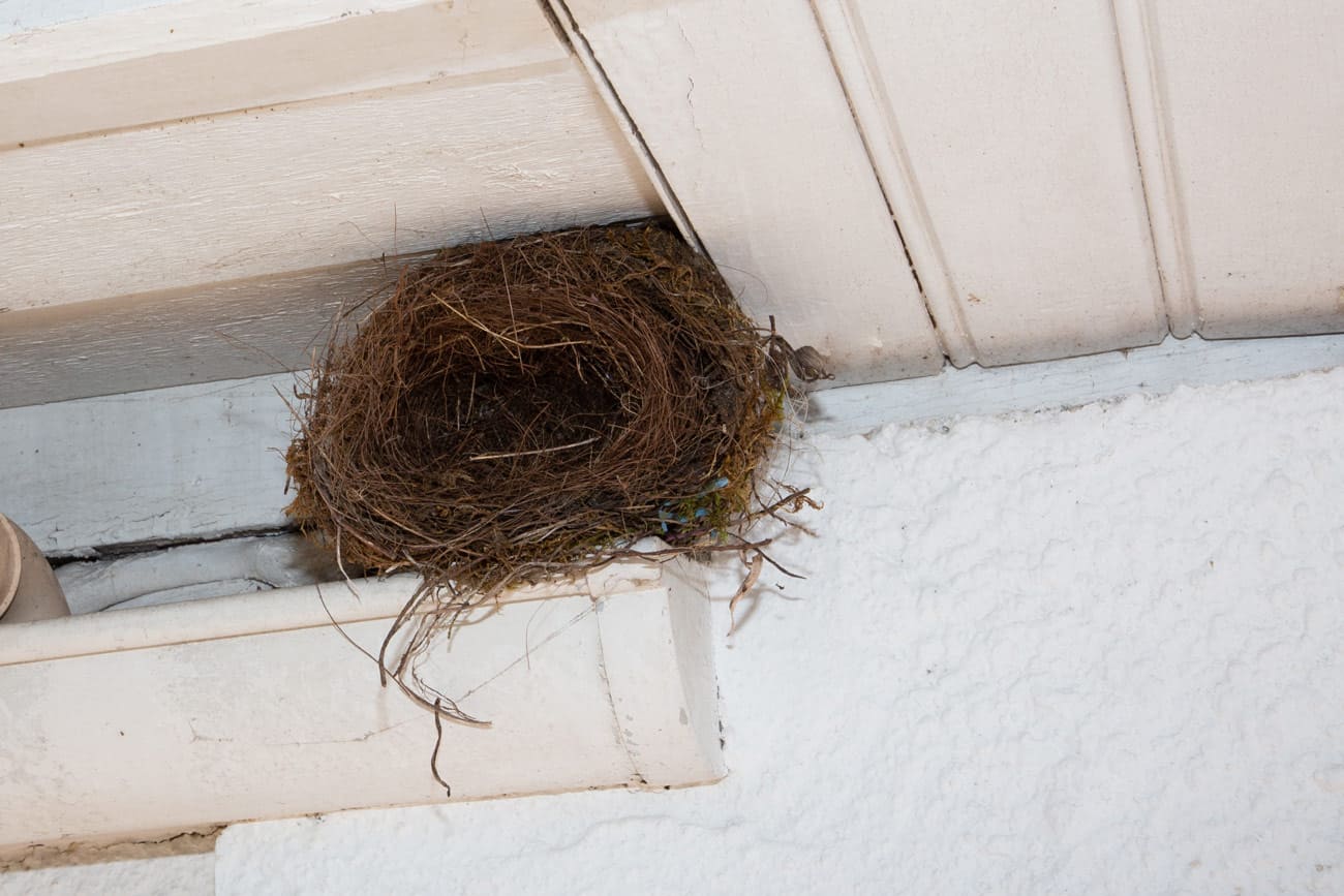 bird nest under garage roof