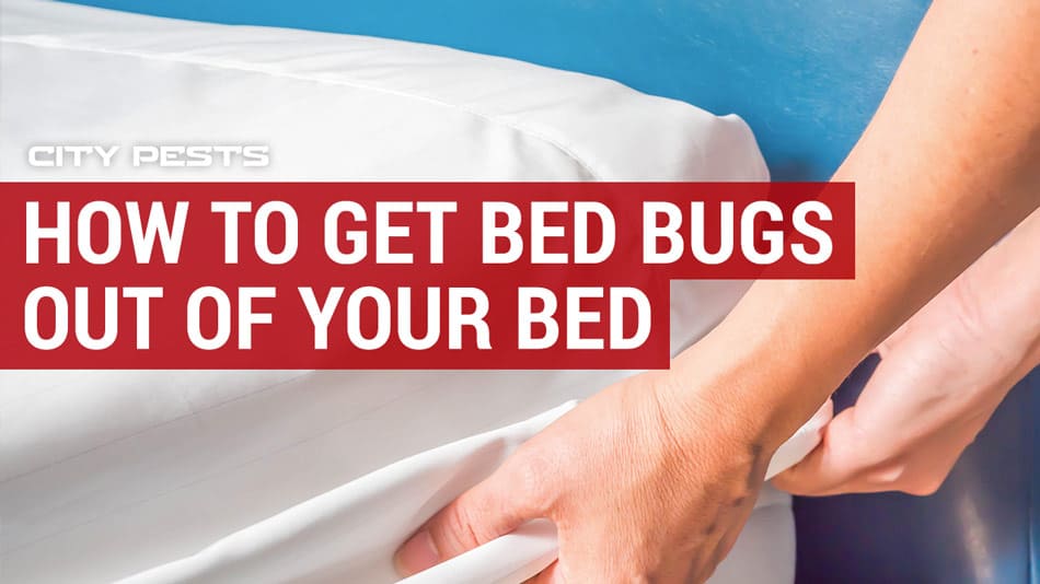 how to get bed bugs out of your bed