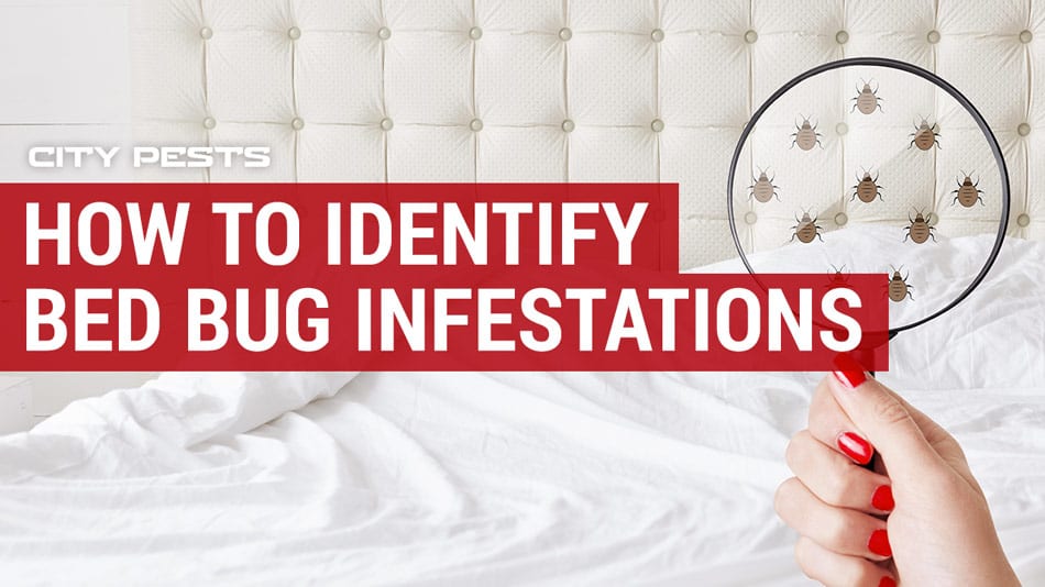 how to identify bed bug infestations