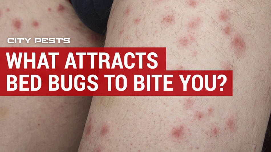 what attracts bed bugs to bite you
